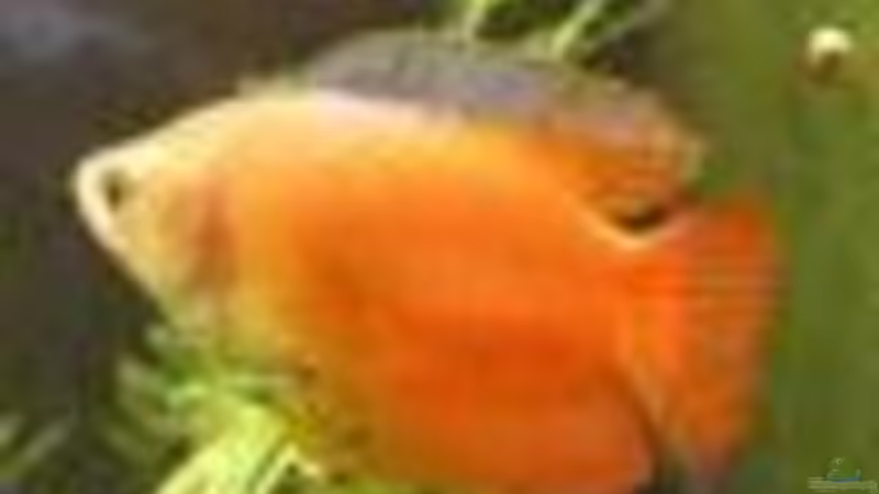 Goldfadenfisch von qmman (16)