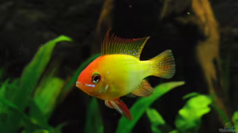 Goldfisch ;-) von Microsash (23)