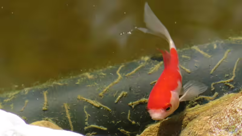 Goldfisch von Thomas Limberg (35)