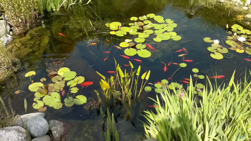 Goldfische beim Sonnenbad von Sambia (57)