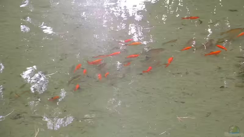 Goldfische im Naturteich: Ein No Go?