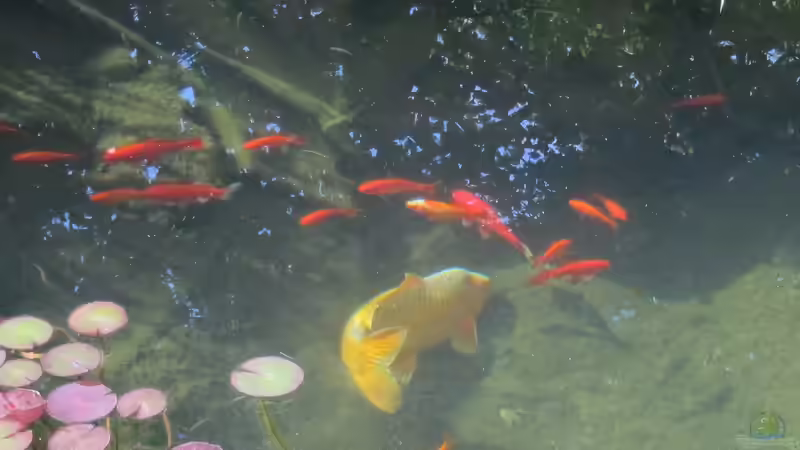 Goldfische und Koi von Lily (20)