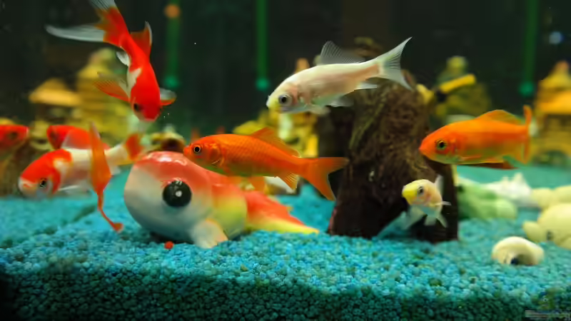 Goldfische vom Winteraquarium wieder in den Teich umsetzen