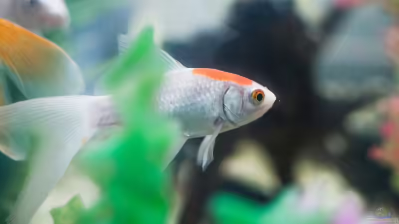 Goldfische vom Winteraquarium wieder in den Teich umsetzen