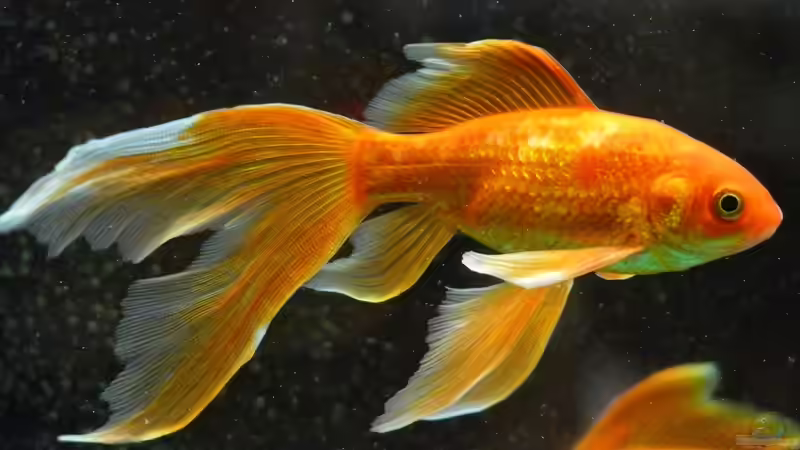 Goldfische vom Winteraquarium wieder in den Teich umsetzen