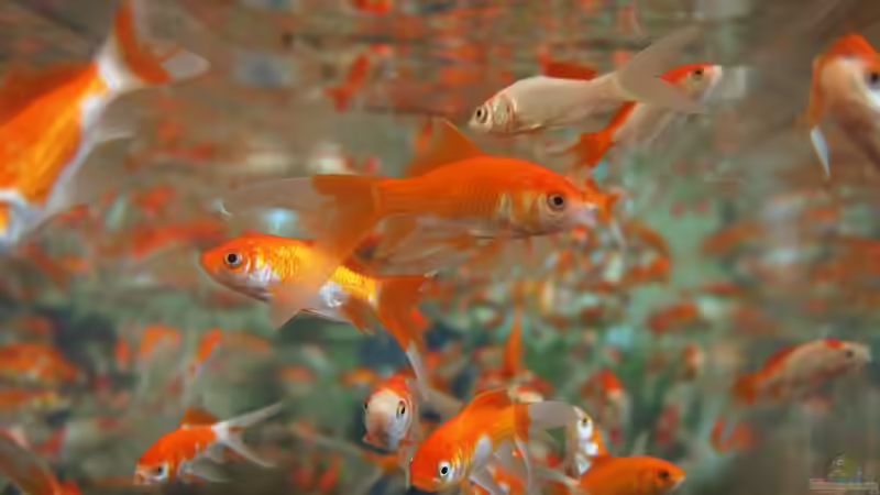 Goldfische vom Winteraquarium wieder in den Teich umsetzen