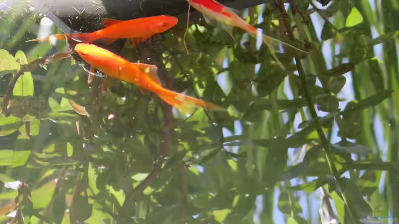 Goldfische von Thomas Limberg (33)