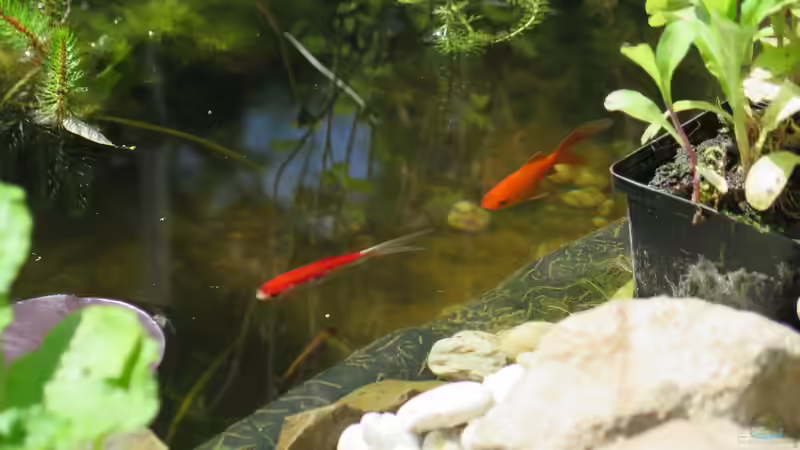 Goldfische von Thomas Limberg (34)