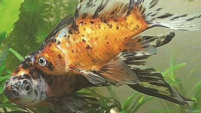 Goldfische - ...auf ein offenes Wort