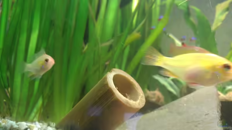 Goldis- Bonny & Clyde von Nico Müller (6)