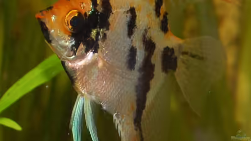 Goldkopf Marmor Skalar von AnikaS-B (3)