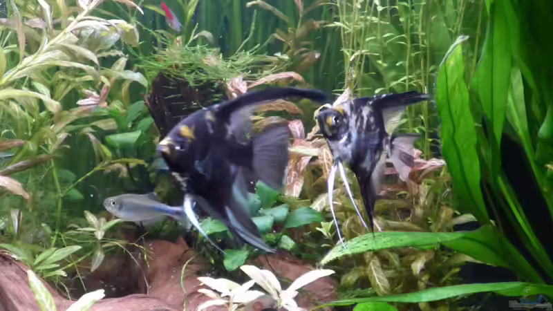 Goldkopf-Skalar (Pterophyllum scalar) von Stephy (44)