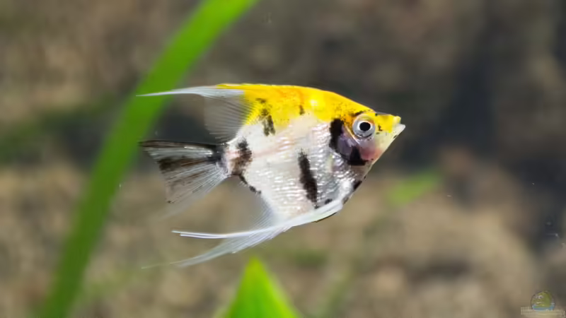 Goldkopf Skalar von Skalar8705 (19)