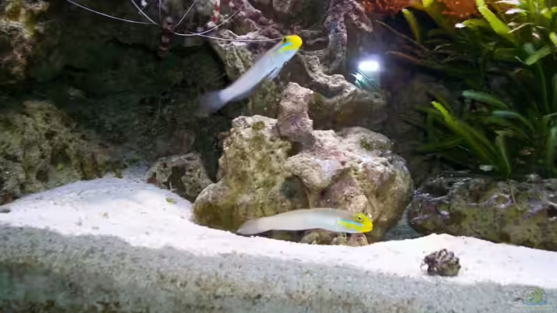 Goldkopfgrundel von Christian Schröter (13)