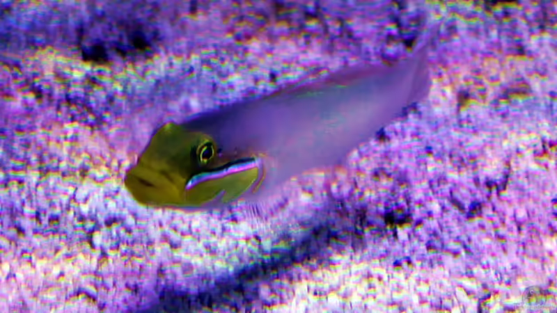 Goldkopfgrundel von The_Lizardking (22)