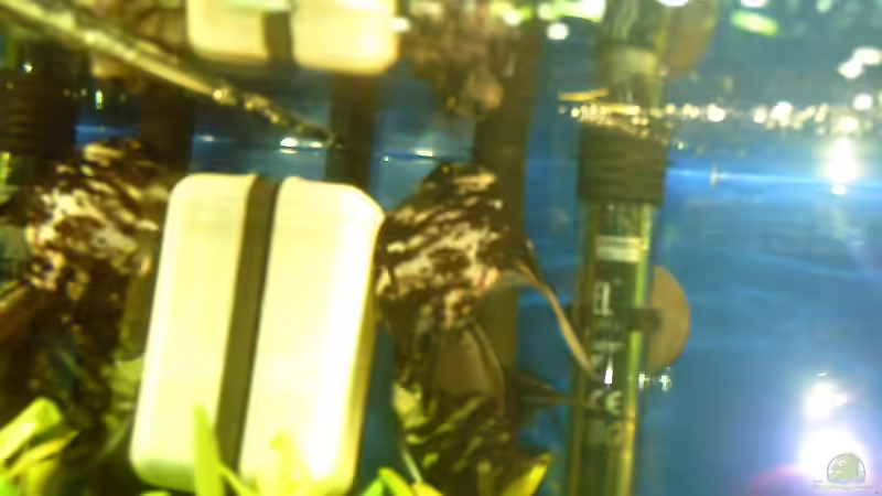 goldkopfskalare beim laichen 18,01,12 von Klumpen (29)