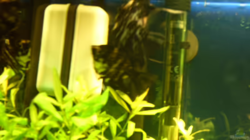 goldkopfskalare beim laichen 18,01,12 von Klumpen (30)