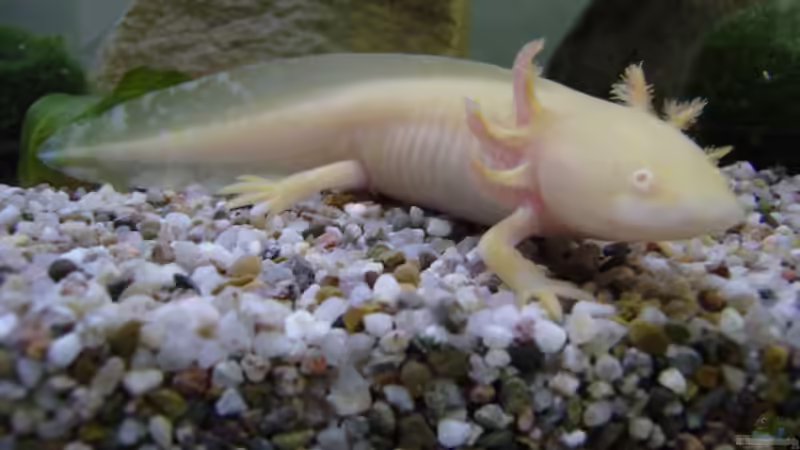 Goldling von Michael Glaser (4)