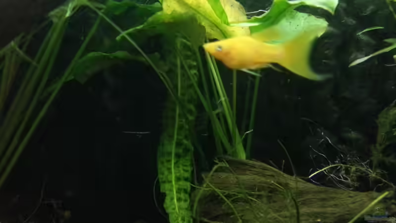 Goldmolly von Zomic (12)