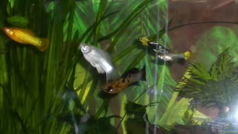 Goldmollymännchen, Silbermollyweibchen  von Meli (17)