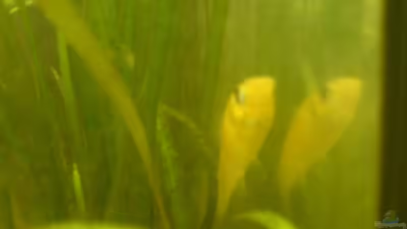 Goldpudermolly^^ von Fabbby (12)