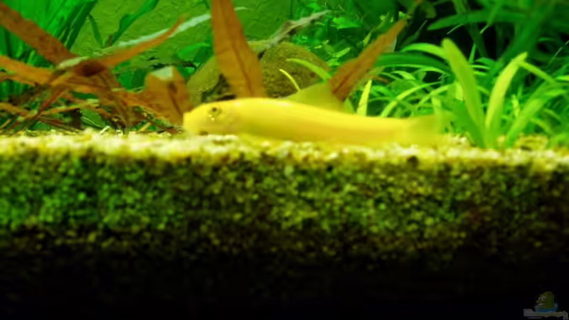 Goldschmerle von Funky (18)