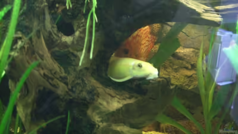 Goldschmerle von LockHeed (34)