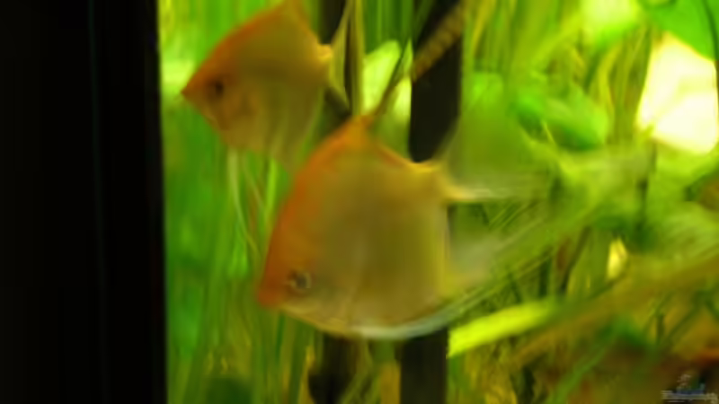 Goldskalar Paar von stern_chen007 (4)