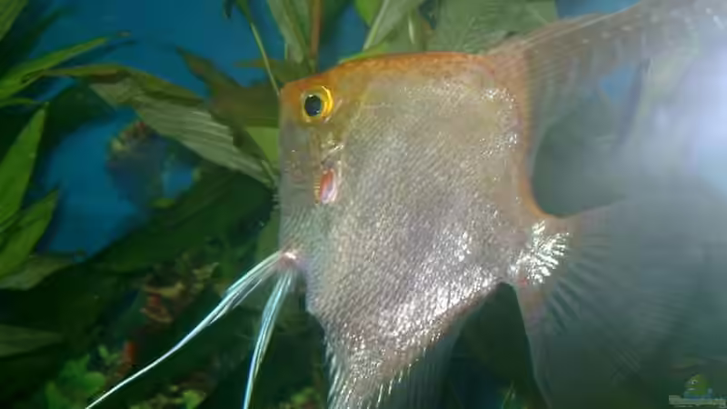 Goldskalar von elbochos (22)