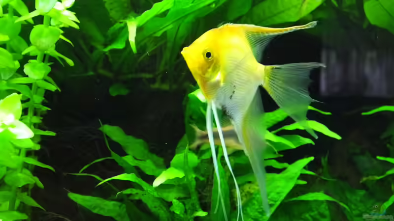 Goldskalar von Oberoesterreicher (44)