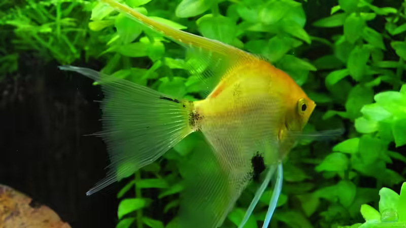 Goldskalar von Oberoesterreicher (45)