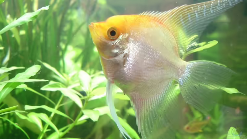 Goldskalar von quickmike (12)