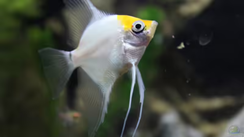 Goldstirn ( gold front scalar) von Falk (38)