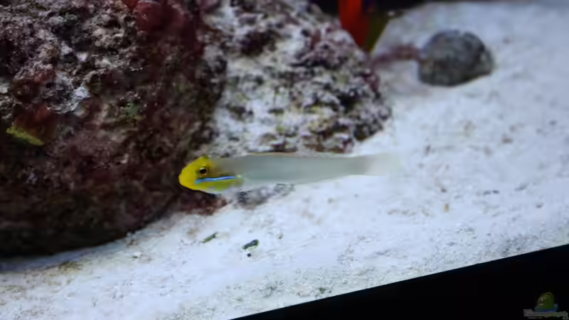 Aquarien mit Valenciennea strigata (Goldstirn-Schläfergrundel)