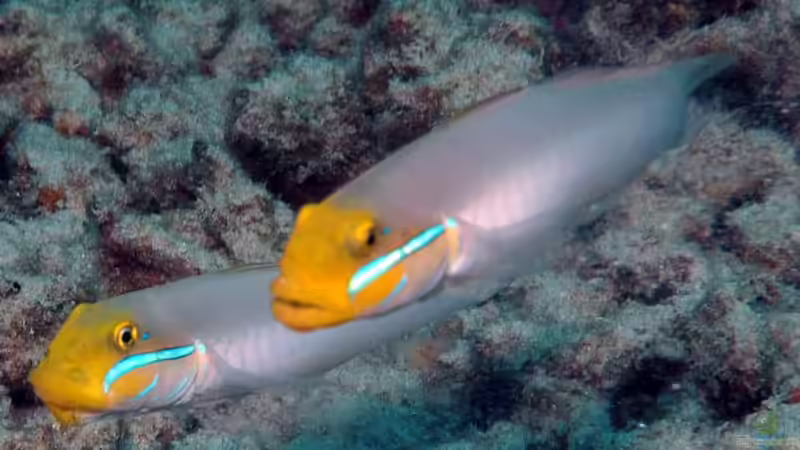 Goldstirngrundelpärchen von Rolf Mohr (27)