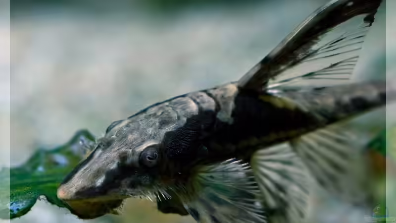 Goldstörwels von Daniel Nimmervoll (18)