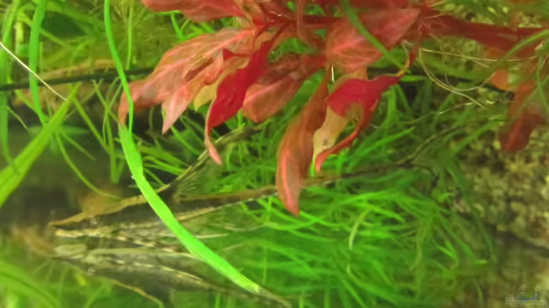 Goldstörwels von Mofafi-Liebhaber (69)