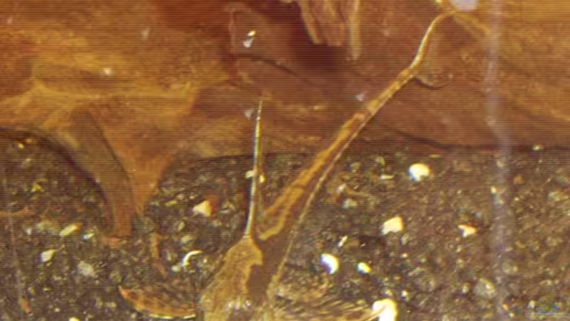 Goldstörwels von Sebastian Sander (17)