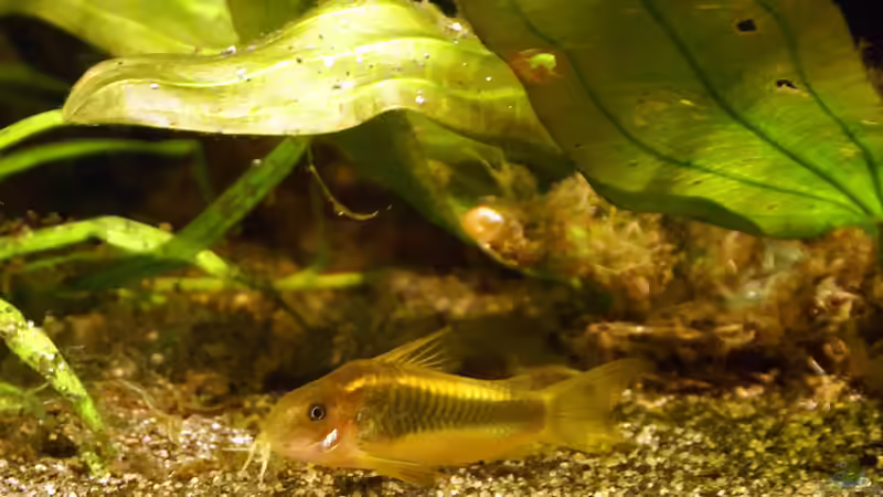 Goldstreifen-Panzerwels (Corydoras aeneus ´GOLD STRIPE´) von Andreas Brandt (20)