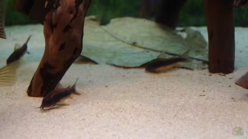 Goldstreifen Panzerwels von patgott (19)