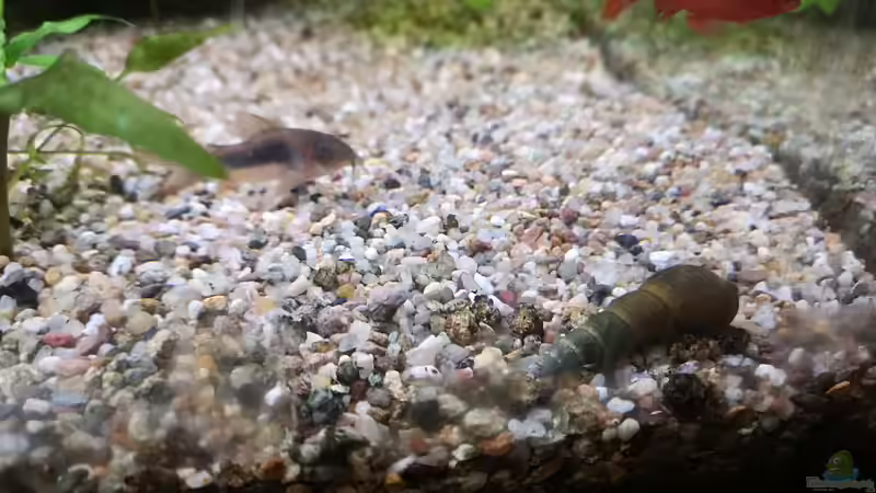 Goldstreifenpanzerwels mit Schnecke von Sven2501 (54)