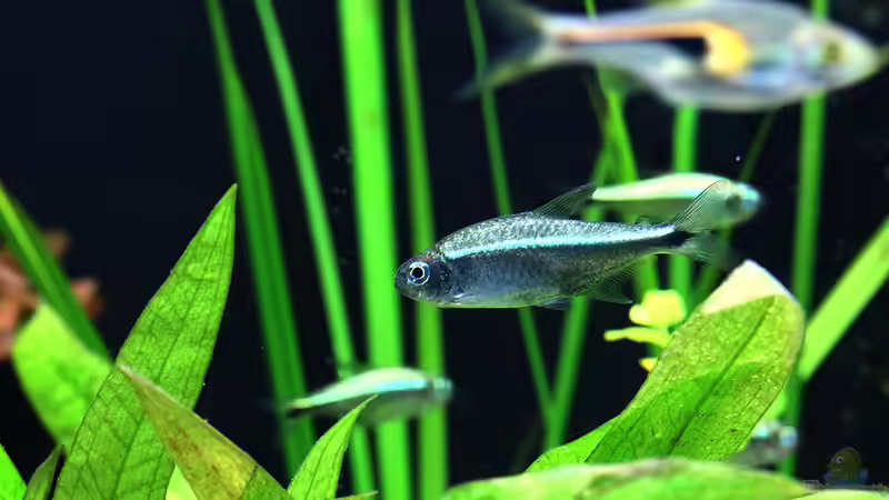 Goldtetra von Dirk F. (25)