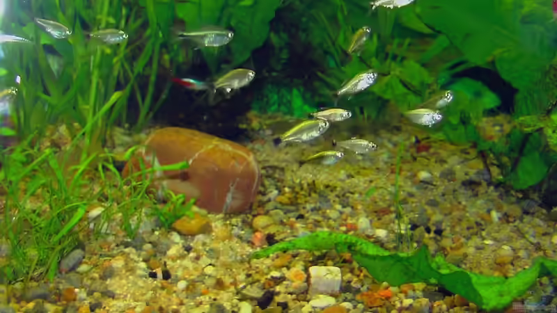 Einrichtungsbeispiele für Aquarien mit Produkten von Tetra