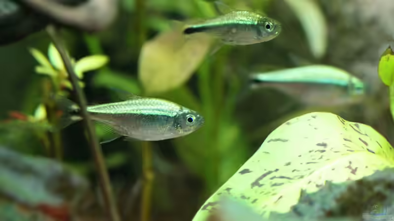 Goldtetras / Hemigrammus rodwayi (leider etwas schreckhaft. Merken oft erst sehr spät wenn es Futter gibt, aber sonst ganz witzige Zeitgenossen) von Dirk F. (51)