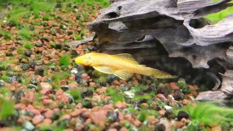 Goldwels 2 von Chinese Inai (39)