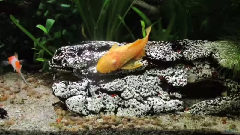 Goldwels von Chinese Inai (38)