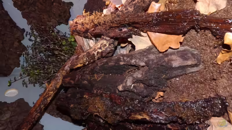 Golliwog von Cichliden-Kabuff (4)