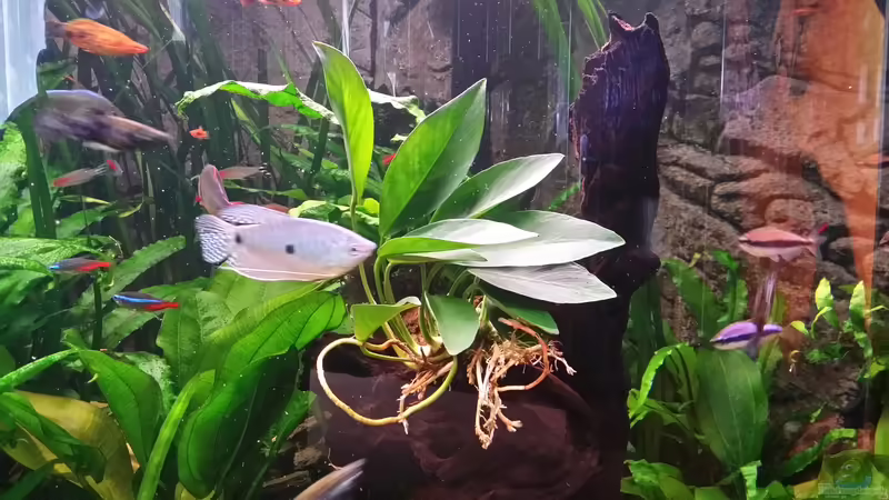 Gongo-Speerblatt auf Mopani Wurzel (Anubias congensis) von Steffen und Felix (78)