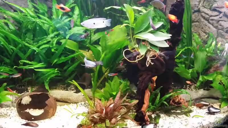 Anubias congensis im Aquarium pflanzen (Einrichtungsbeispiele mit Kongo-Speerblatt)