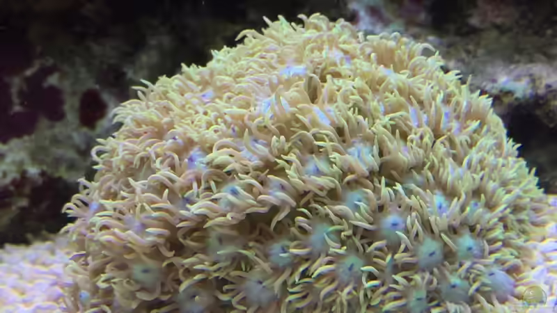 Goniopora  von Embasch (5)